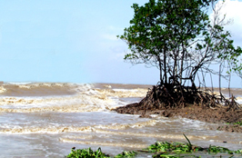 Tiền Giang Cần bảo tồn, phục hồi rừng phòng hộ ven biển